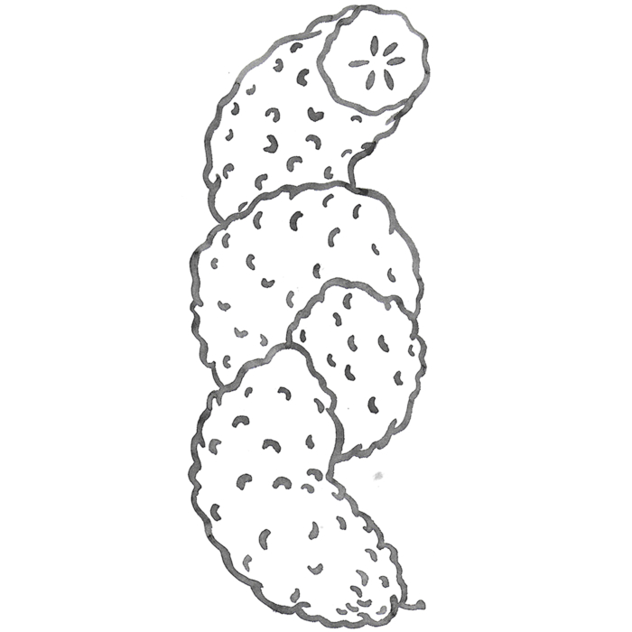 Dessin en noir et blanc représentant trois concombres empilés, piquants et à la peau texturée, rappelant le style distinctif de Laurence Chéné.